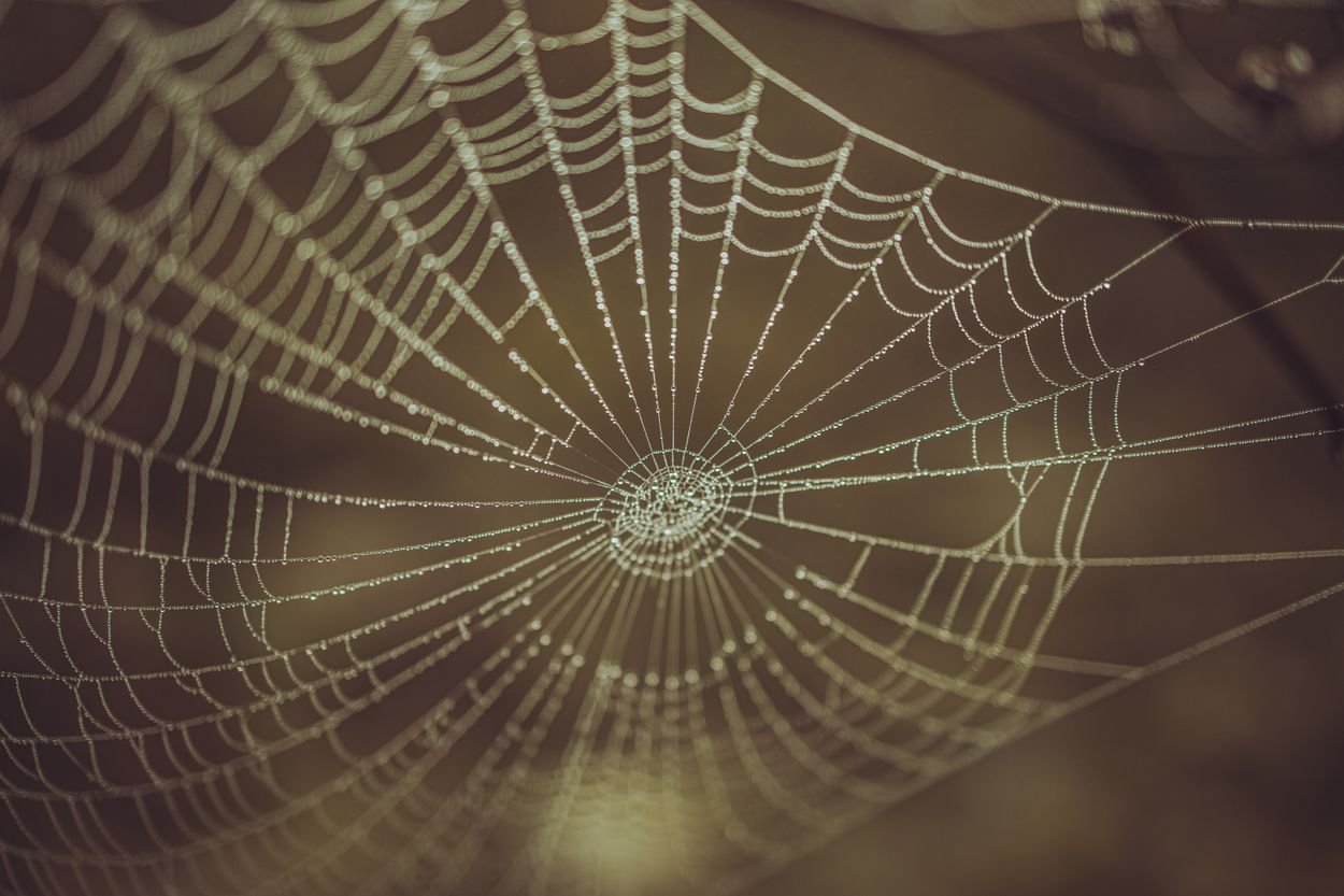 Spiderweb covered in dew